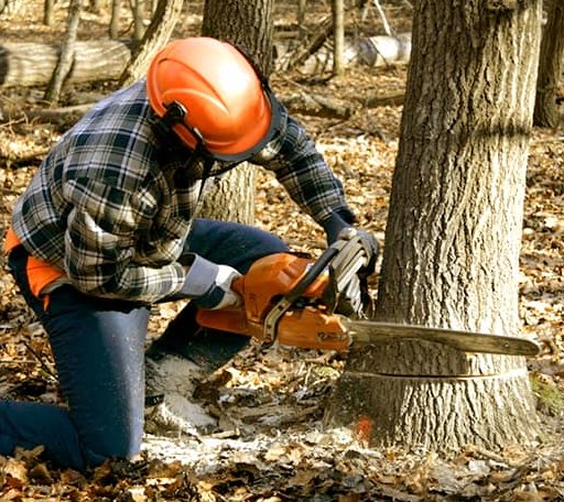 Tree Removal in Mount Pleasant, AR